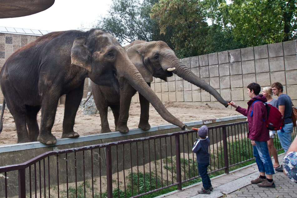 Um die Gefahr eines Brandes im Magdeburger Zoo zu verringern, wurden bestimmte Raucherzonen eingerichtet. (Archivbild)