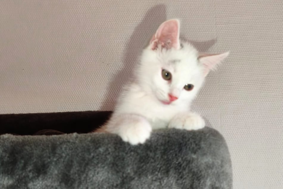 Auch die kleine Nio ist eines der vielen "Notfellchen" in Ankes Obhut.