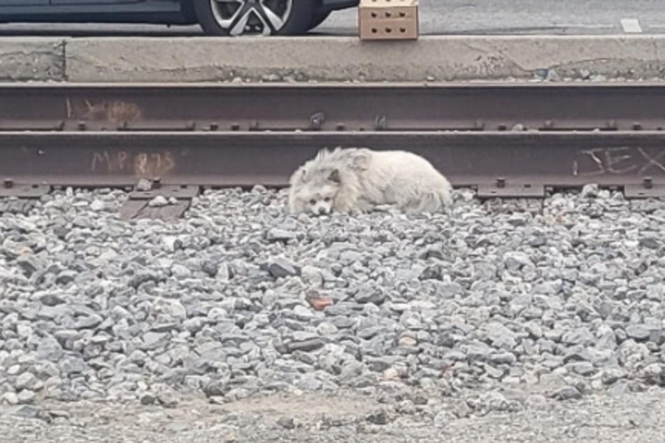 Einfach ausgesetzt: Der Hund harrte einsam und allein auf den Gleisen aus.