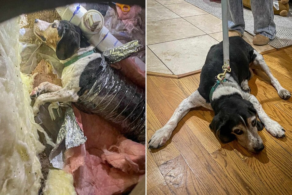 A family dog's great curiosity almost cost him dearly recently! Only the fire department was able to rescue the adventurous pup from the mess he had gotten himself into.