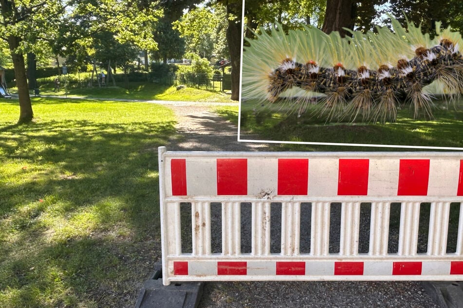 Gefahr durch giftige Raupen: Stadt in Sachsen sperrt Park ab