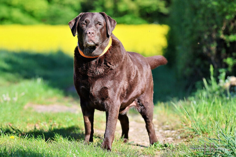 Labradore sind von Natur aus meist sehr verfressen. Doch Übergewicht kann bei den Hunden schlimme Konsequenzen haben.