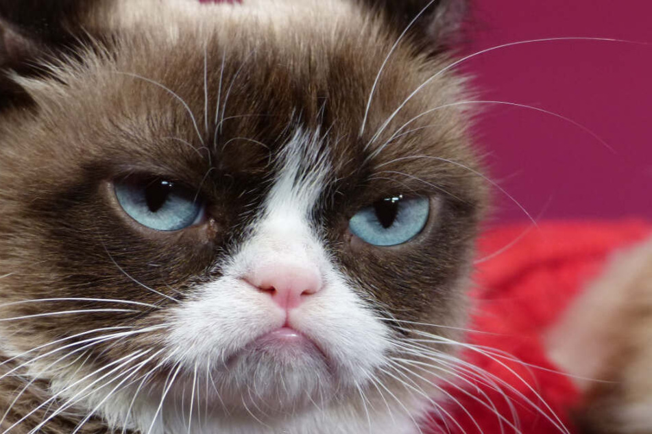 Tardar Sauce alias Grumpy Cat, die missmutige Katze.