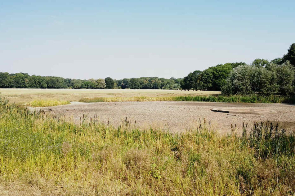 Auch das ehemalige Grün rund um den Teich gleicht einer Herbstlandschaft.