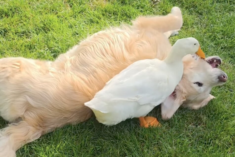 Golden Retriever ist völlig in sich gekehrt: Als Frauchen dann eine Ente anschleppt, passiert etwas Unerwartetes