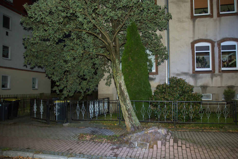 Auch in Bischofswerda wurden Bäume entwurzelt.