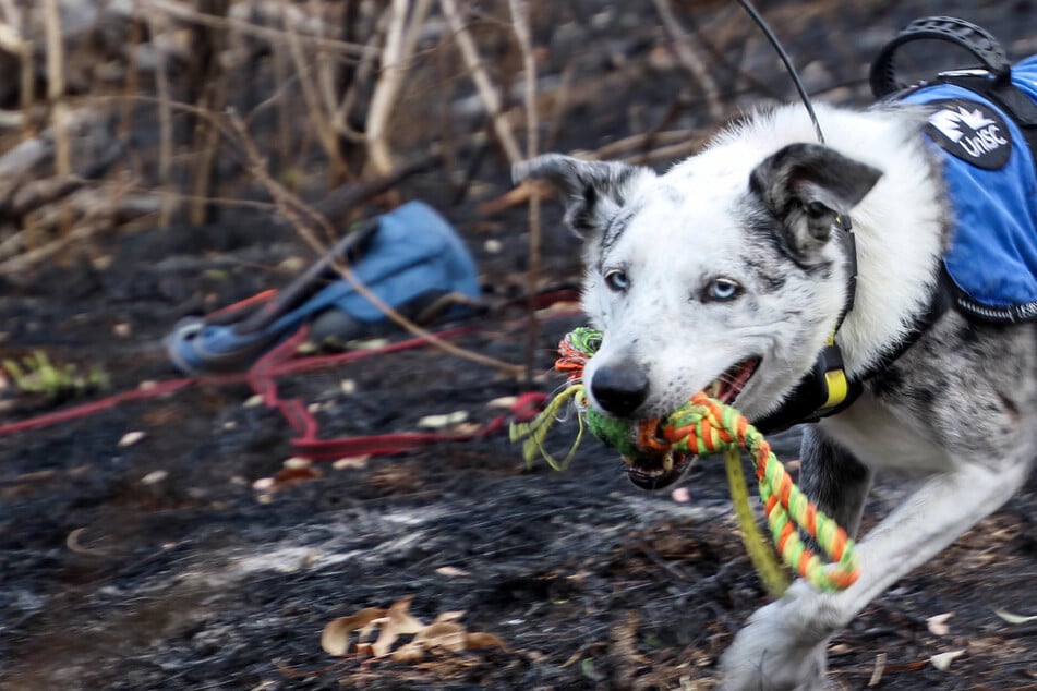 Australian conservationists want to train a rescue dog to save koalas.