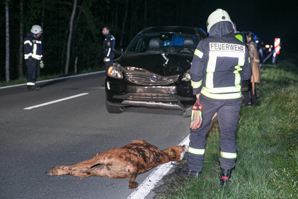 Das Kalb überlebte seinen Ausflug nicht.