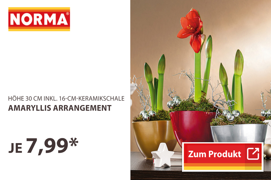Amaryllis Arrangement
