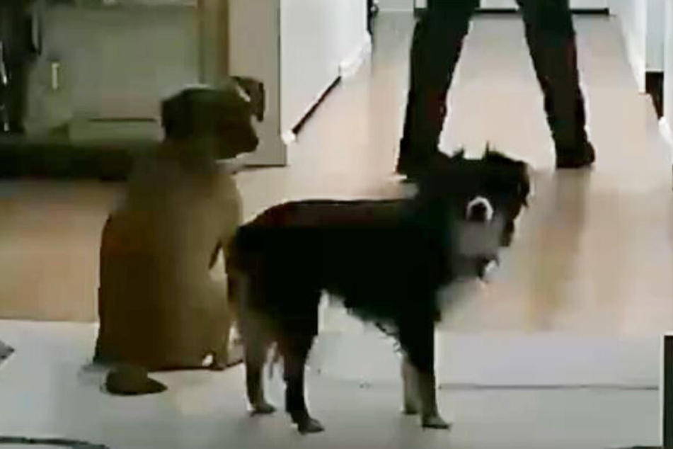 Die Hunde wirkten ein wenig erstaunt.