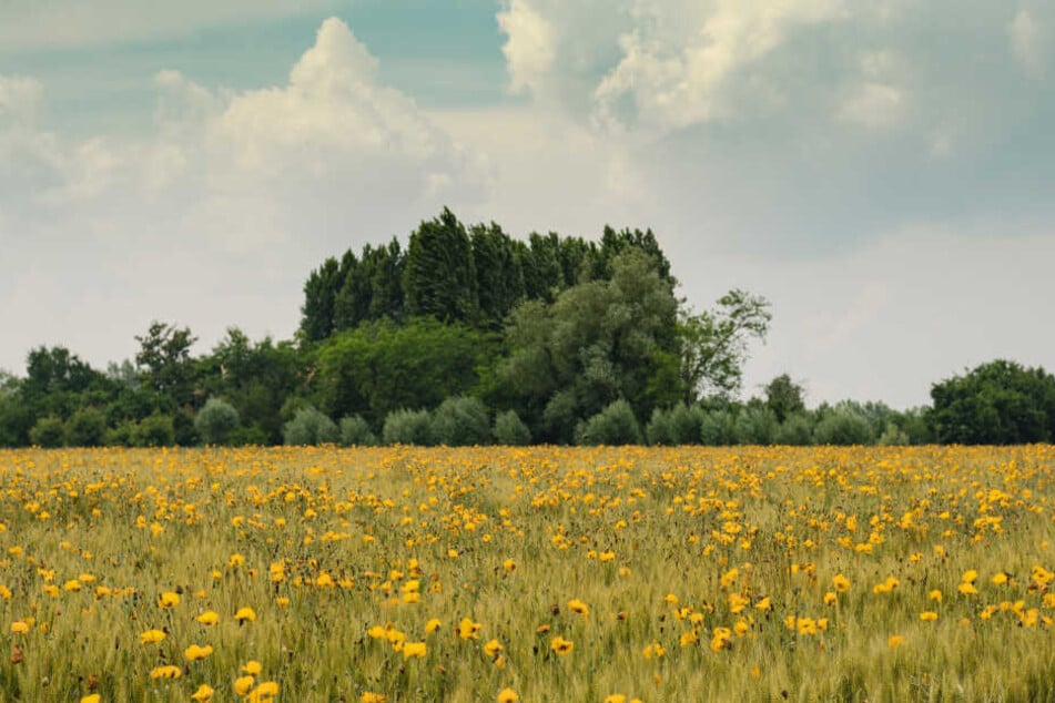 Cats probably can't see red colors, so they likely perceive everything in shades of yellow.