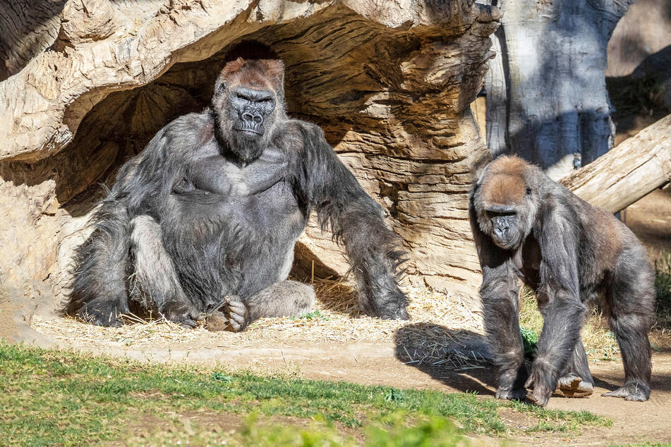 Mehrere Gorillas im San Diego Zoo Safari Park wurden positiv auf das Coronavirus getestet, was vermutlich der erste bekannte Fall unter diesen Primaten in den Vereinigten Staaten und möglicherweise der Welt ist.