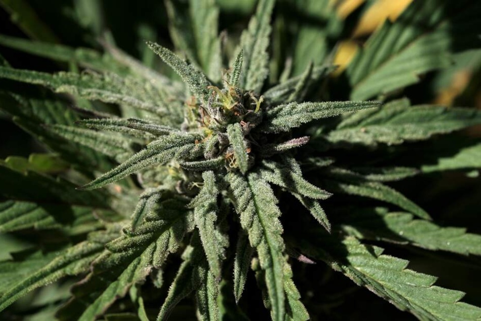 Der Geruch des Cannabis führte die Polizisten auf die Spur der Graszüchter. (Symbolbild)
