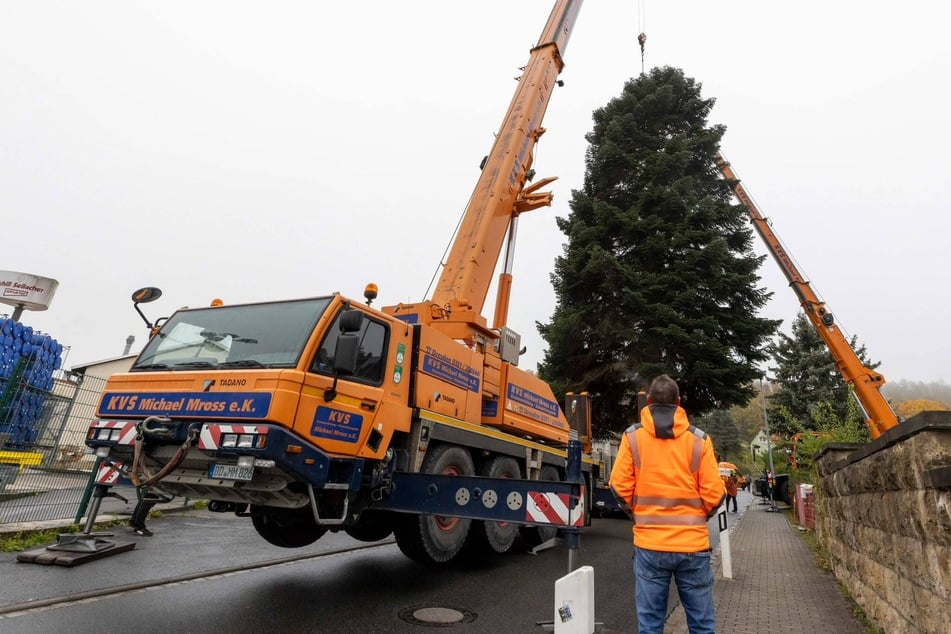 ... damit ein Kran den Baum-Koloss aus dem Garten hieven konnte.