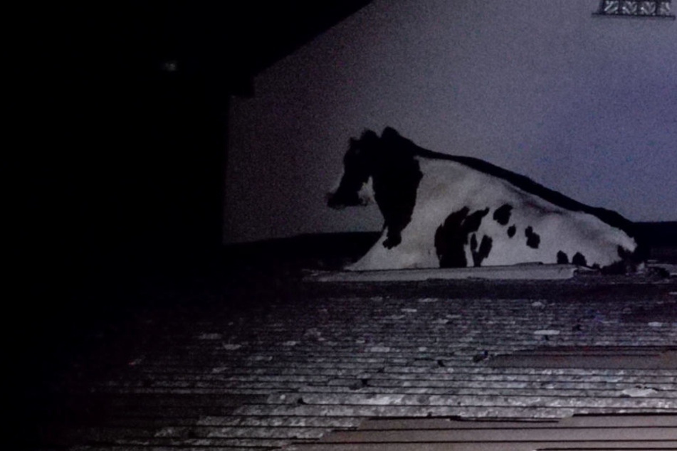 Im Dunkeln war die Kuh auf das Dach gelangt und hier eingebrochen. Mit den Beinen steckte es fest.