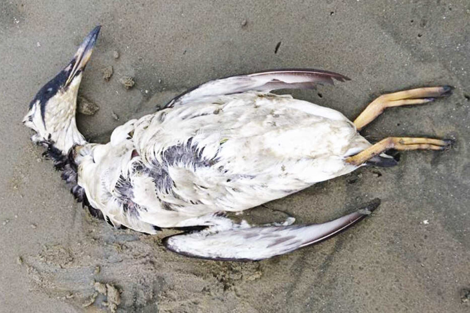 Schrecklich! An der Nordseeküste sind 20.000 tote Tiere angespült worden.