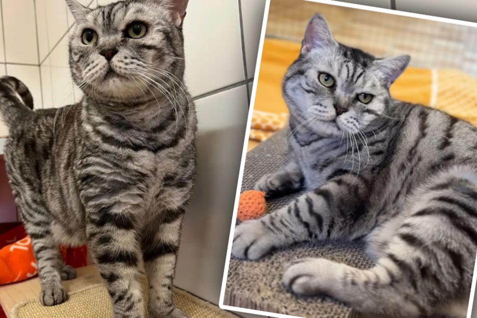 Mezi svými druhy je považován za „šikanujícího“: kočky v útulku chtějí toho kocoura zbavit.