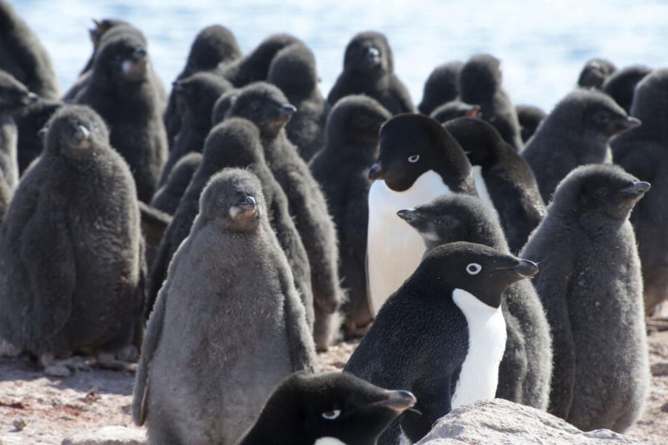 Pinguine sind die berühmtesten Bewohner der Antarktis.