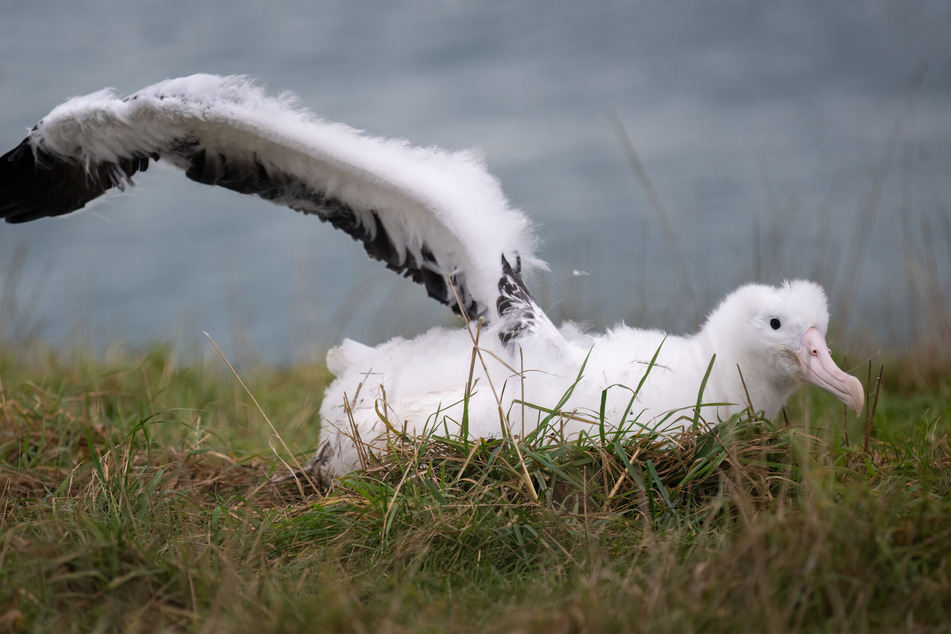 Nördliche Albatrosse stehen auf der Roten Liste der gefährdeten Arten.