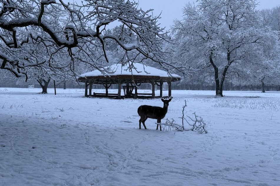 Aufgrund winterlichen Wetters wird Wildtieren der Zugang zu ihren natürlichen Nahrungsquellen erschwert. (Archivfoto)
