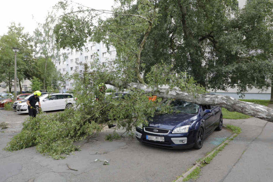 Sturmböen rissen in Chemnitz eine Birke um.