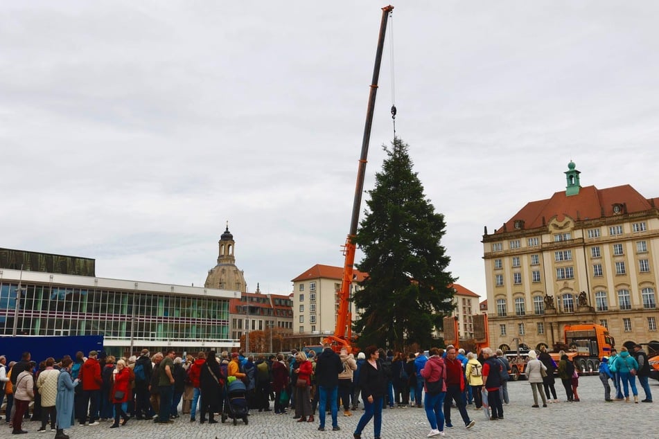 Seit Samstag steht der Baum des 591. Striezelmarkts auf dem Dresdner Altmarkt.