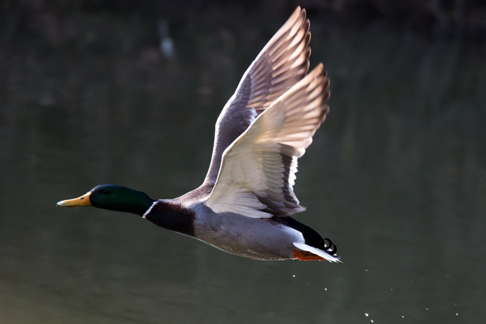 Bei einer Ente in Hamburg wurde das Vogelgrippe-Virus H5N8 nachgewiesen. (Symbolbild)
