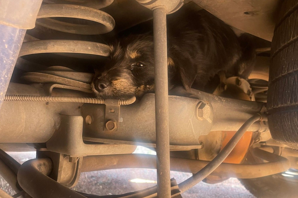 Der 14 Wochen alte Russell-Terrier-Mix Gracie kauerte vollkommen verängstigt in seinem Versteck.