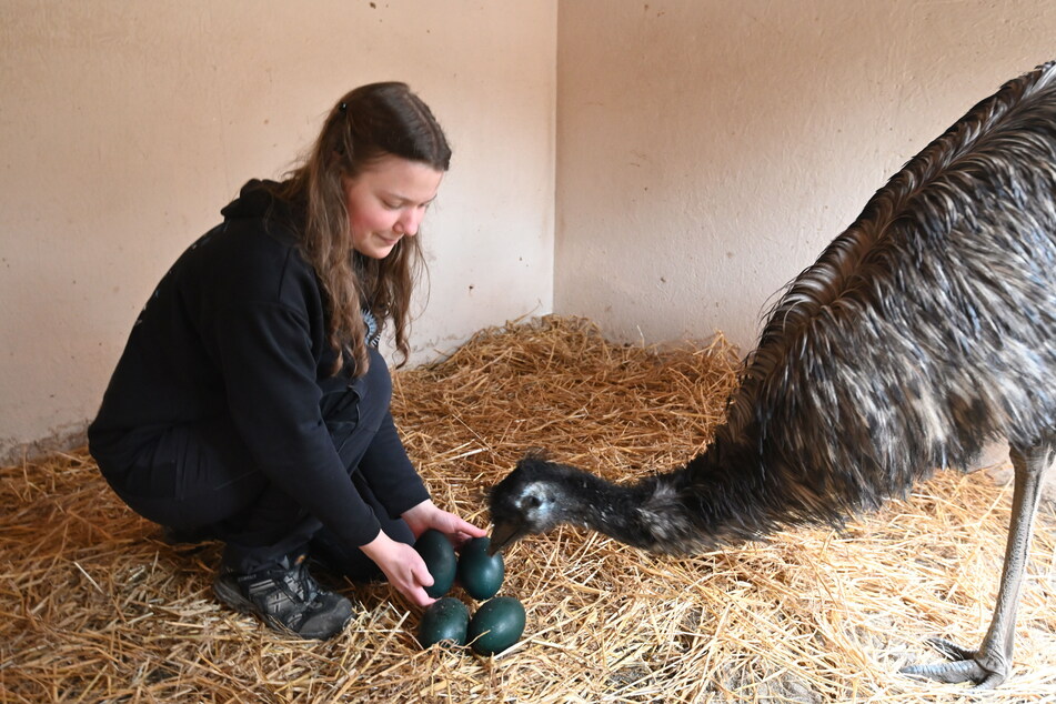 Ein bisschen wehmütig schaut Emu-Henne Hanna ihren Eiern nach, die Zoo-Mitarbeiterin Malin Pohle zum Auspusten bringt.
