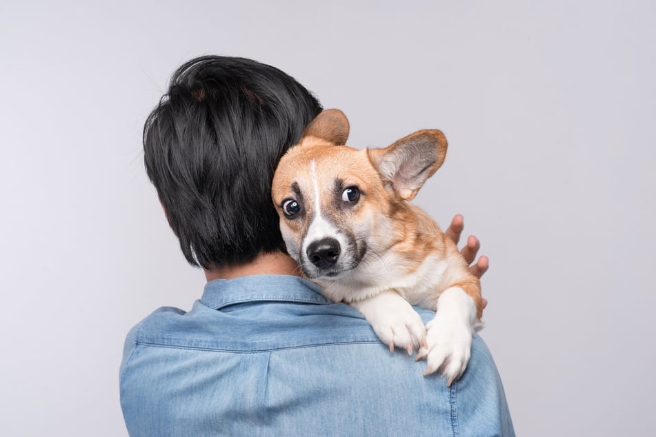 Angstsituationev zu meiden, ist eine effektive Lösung, wenn Hunde stark auf laute Geräusche reagieren.