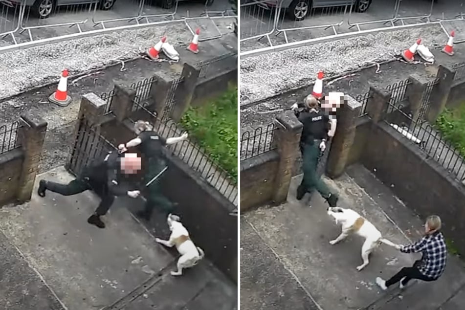 Videoaufnahmen zeigen, wie Polizei und offenbar die Halterin gegen den verbissenen Hund kämpfen. Der männliche Beamte haut per Schlagstock auf das Tier. Die Halterin zieht den Hund am Schwanz.