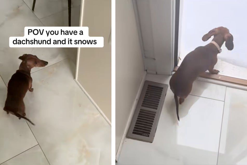 Mit einem kurzen Moment an der Haustür sorgte der Hund für große Unterhaltung.