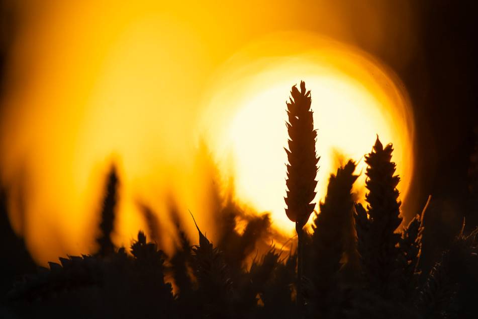 In einer Studie wurde gezeigt, wie sich der Klimawandel auf die weltweite Ernte von Nutzpflanzen, wie Weizen, auswirkt.