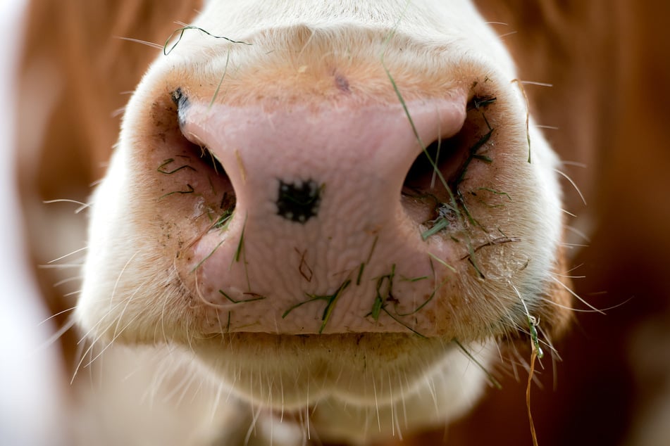 In Rheinland-Pfalz wurde gleich mehrfach das sogenannte Shamonda-Virus nachgewiesen bei Rindern nachgewiesen.