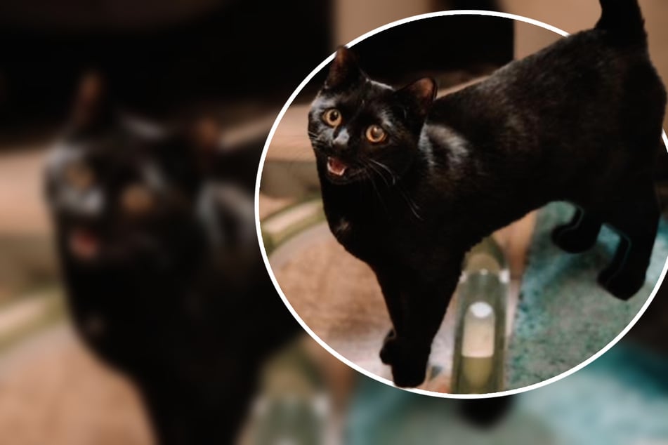 Ein ganz spezieller Kater: Darum ist "Mausi" nur etwas für Katzenprofis