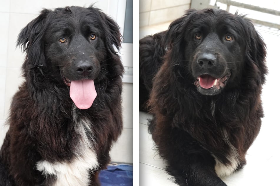 Findet Pascar sein Happy End?