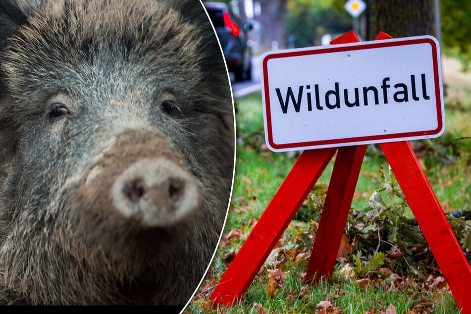 Vier Tiere sterben: Wildschweine und ein Reh von Auto erfasst