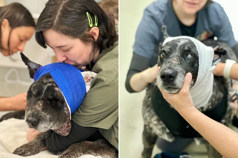 Das Gesicht der Herdenschutzhündin Honey war so geschwollen, dass sie kaum noch etwas sehen konnte.