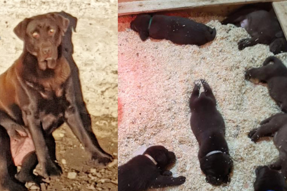 Labrador-Welpen und ihre Mutter gestohlen: Polizei sucht Zeugen