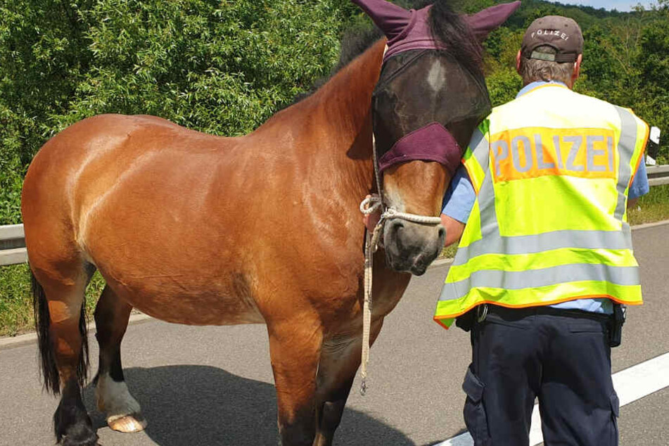 Polizei in Alarm: Drei Pferde auf der Autobahn