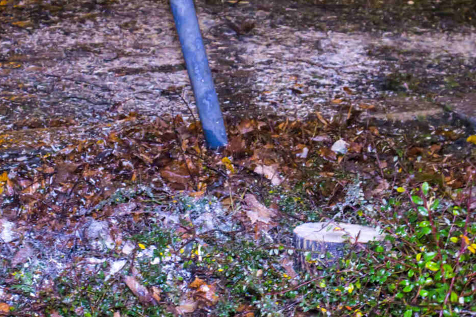 Der Baum wurde durch den Crash so massiv beschädigt, dass er gefällt werden musste.