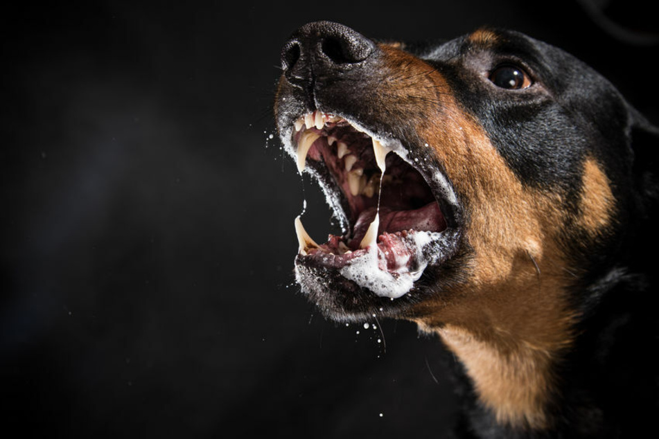 Ein Rotweiler hat am Sonntagmorgen einen Schäferhund und seinen Besitzer attackiert. (Symbolbild)