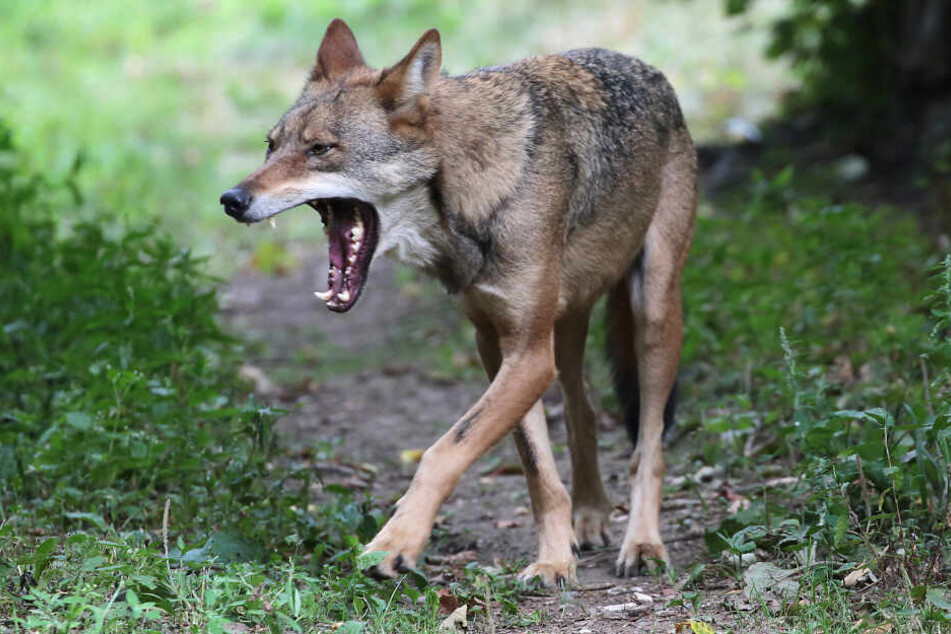In Jöhstadt wurden vier Schafe von einem Wolf verletzt.