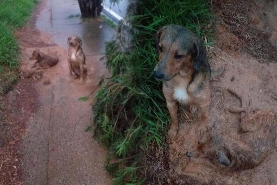 Hund wird angefahren, doch sein Freund lässt ihn nicht im Stich