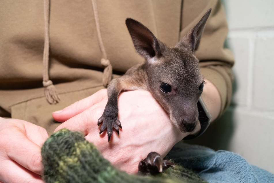 Bislang hat das kleine Känguru noch keinen Namen.
