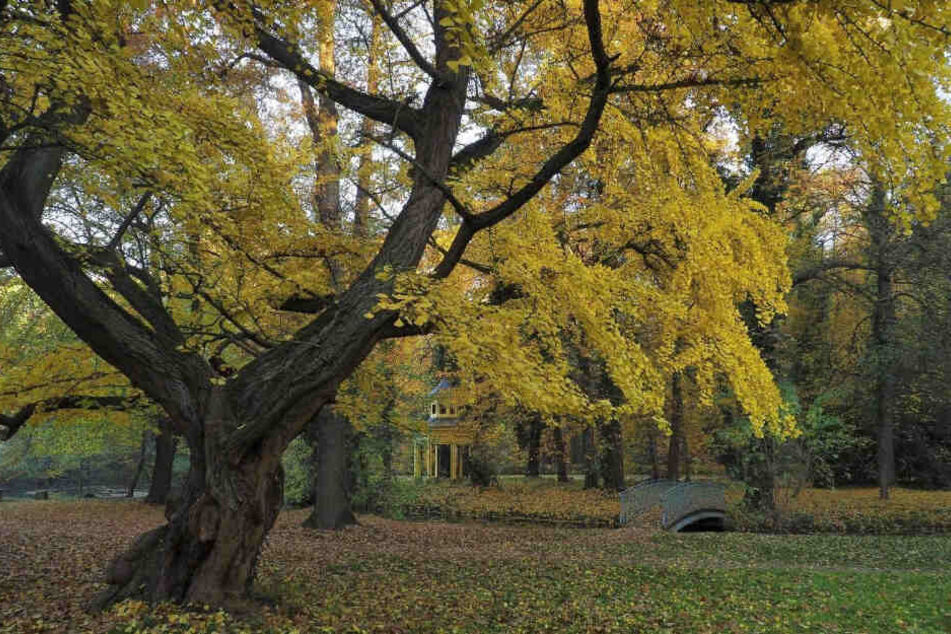 Dieser Ginkgo im Schlosspark Jahnishausen wurde schon zum Nationalerbe erklärt.