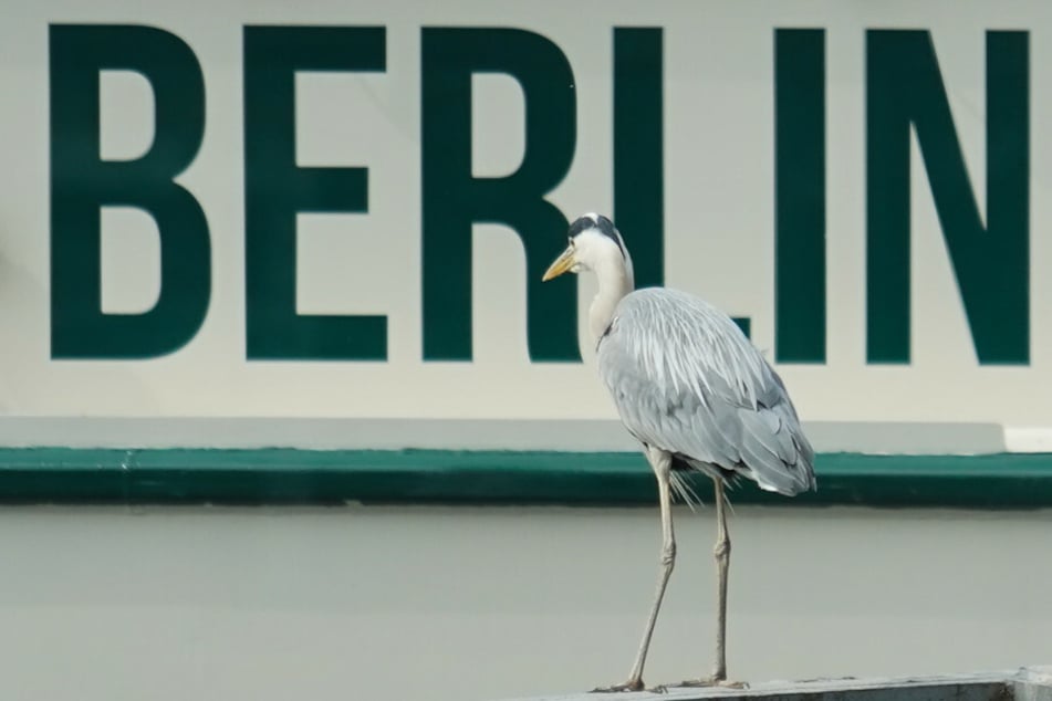Ein Fischreiher steht an der Spree, während ein Spreedampfer mit der Aufschrift "Berlin" vorbeifährt. Die Vogelgrippe wurde nun auch in der Hauptstadt erstmals nachgewiesen. (Symbolfoto)