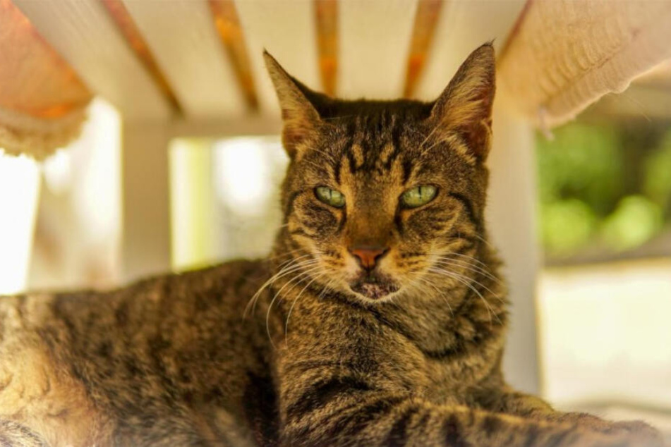Frieda sucht ein neues Zuhause.