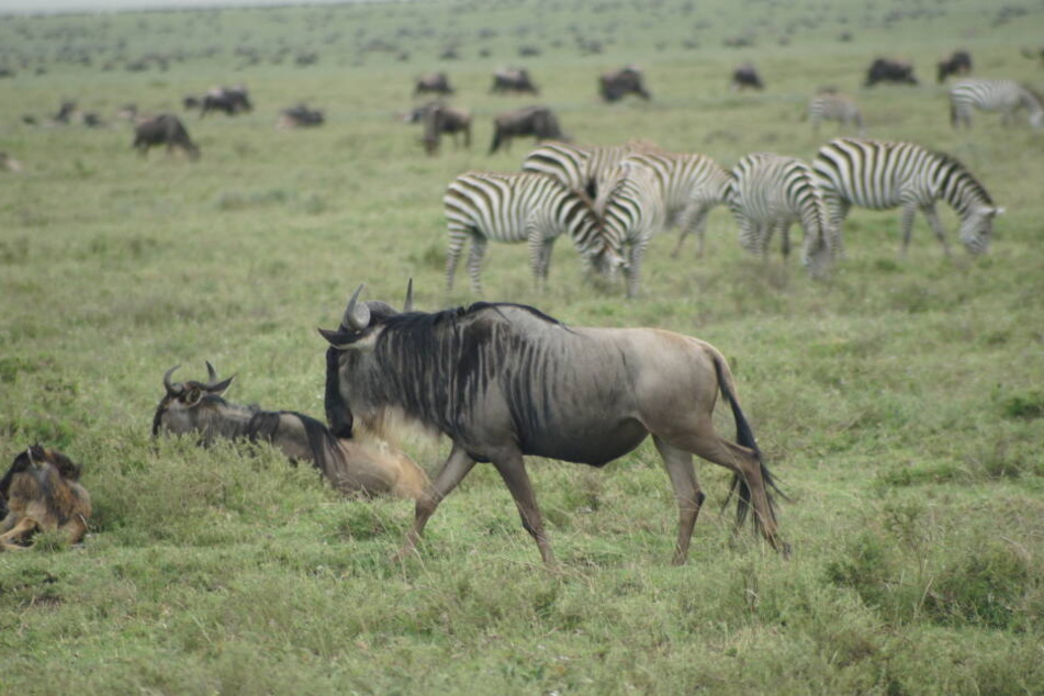 Gnus sind eine Gattung der afrikanischen Antilope (Symbolbild)