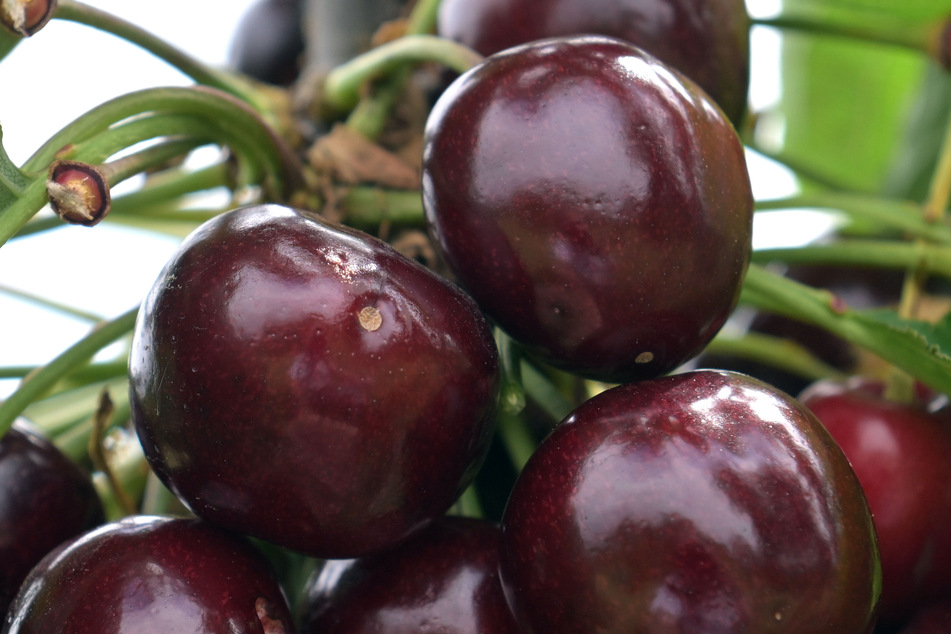 Diebe wollen 200 Kilogramm Kirschen stehlen: Obstbauer kommt ihnen in die Quere